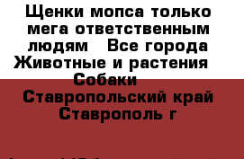 Щенки мопса только мега-ответственным людям - Все города Животные и растения » Собаки   . Ставропольский край,Ставрополь г.